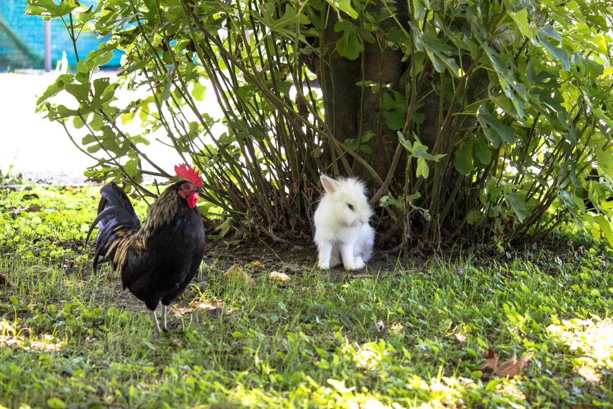 Casolare La Quercia Βίλα Correzzola Εξωτερικό φωτογραφία